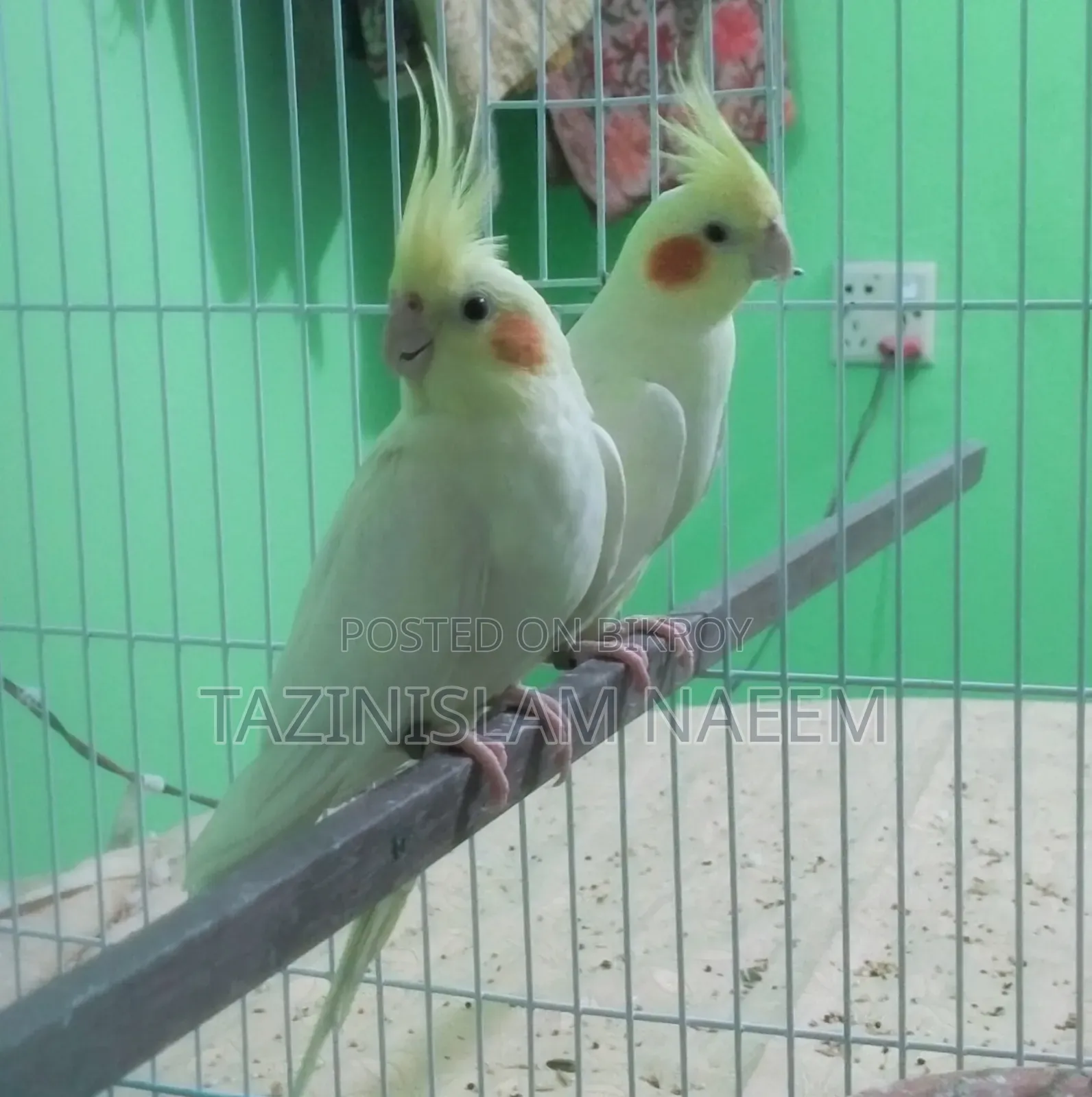 Cockatiel Female
