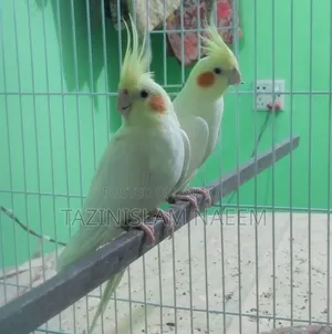 Cockatiel Female