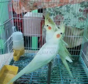 Cockatiel Female
