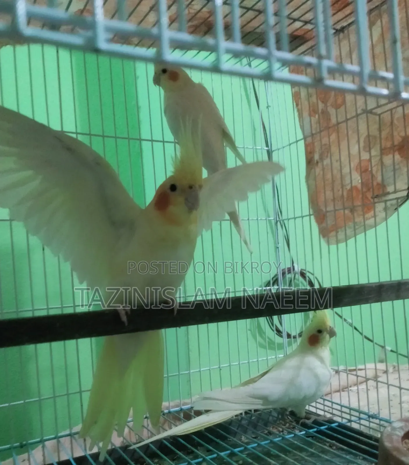 Cockatiel Female