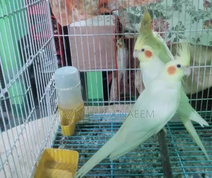 Cockatiel Female