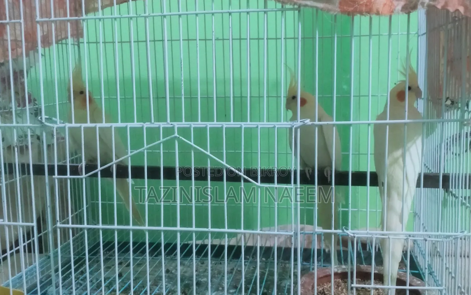 Cockatiel Female