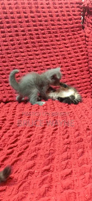 1-3 Months Male Mixed Breed Cat