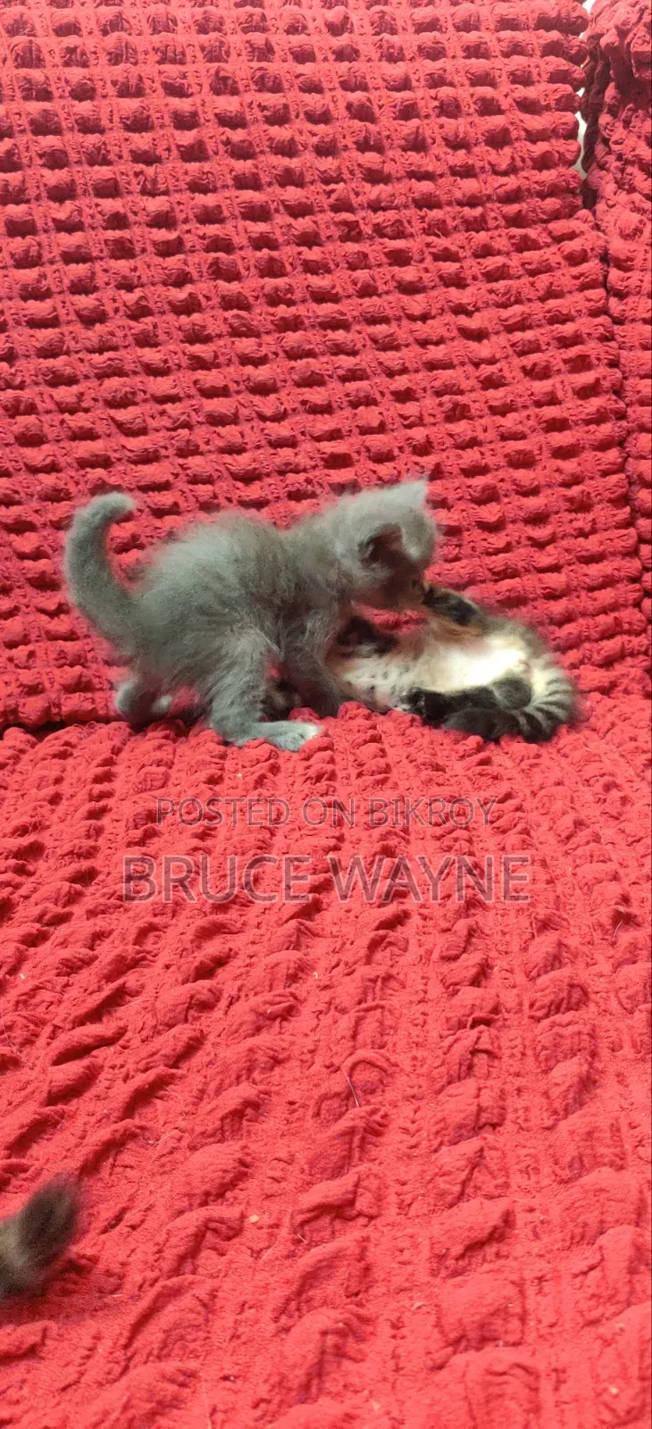 1-3 Months Male Mixed Breed Cat