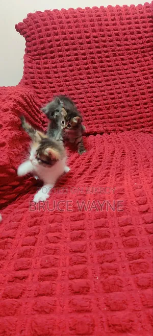 1-3 Months Male Mixed Breed Cat