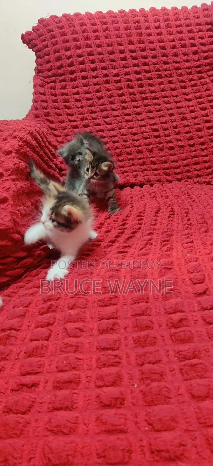 1-3 Months Male Mixed Breed Cat