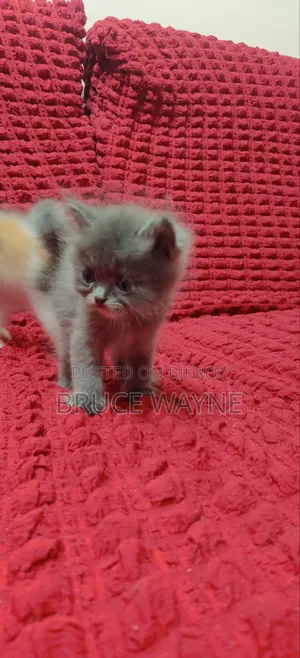 1-3 Months Male Mixed Breed Cat