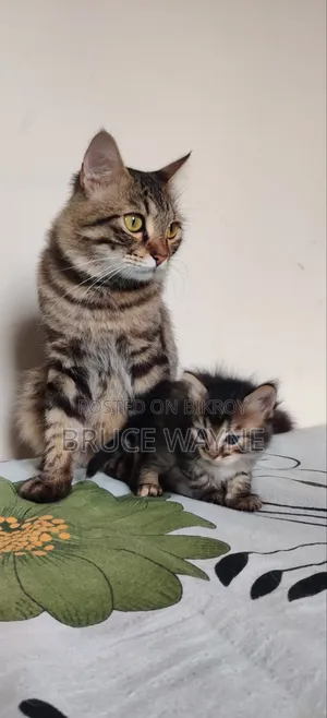 1-3 Months Male Mixed Breed Cat