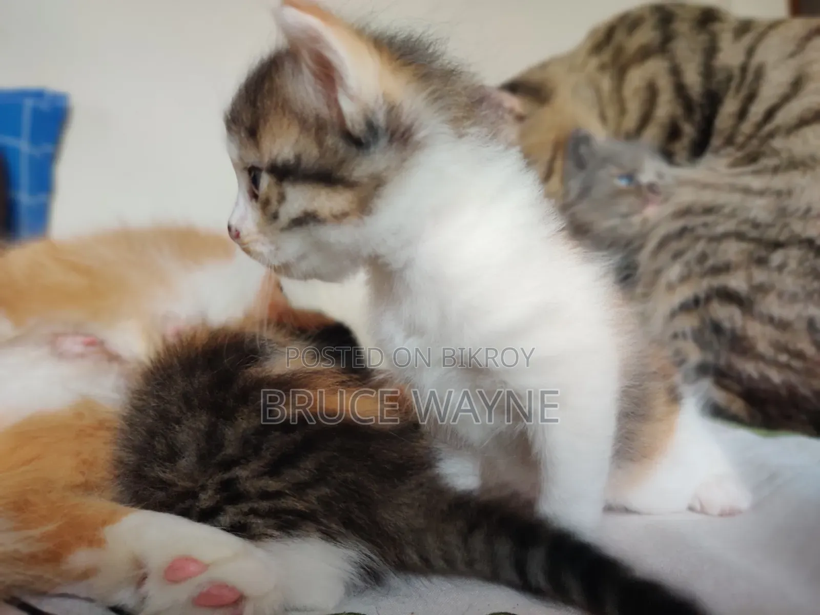 1-3 Months Male Mixed Breed Cat