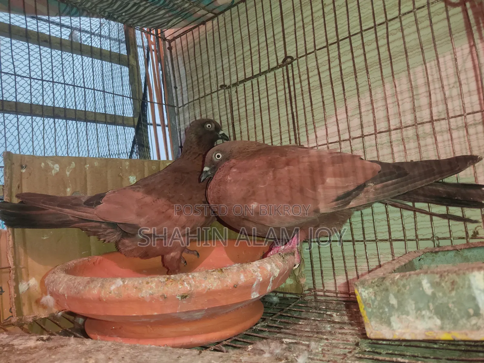 চিলা রানিং পেয়ার