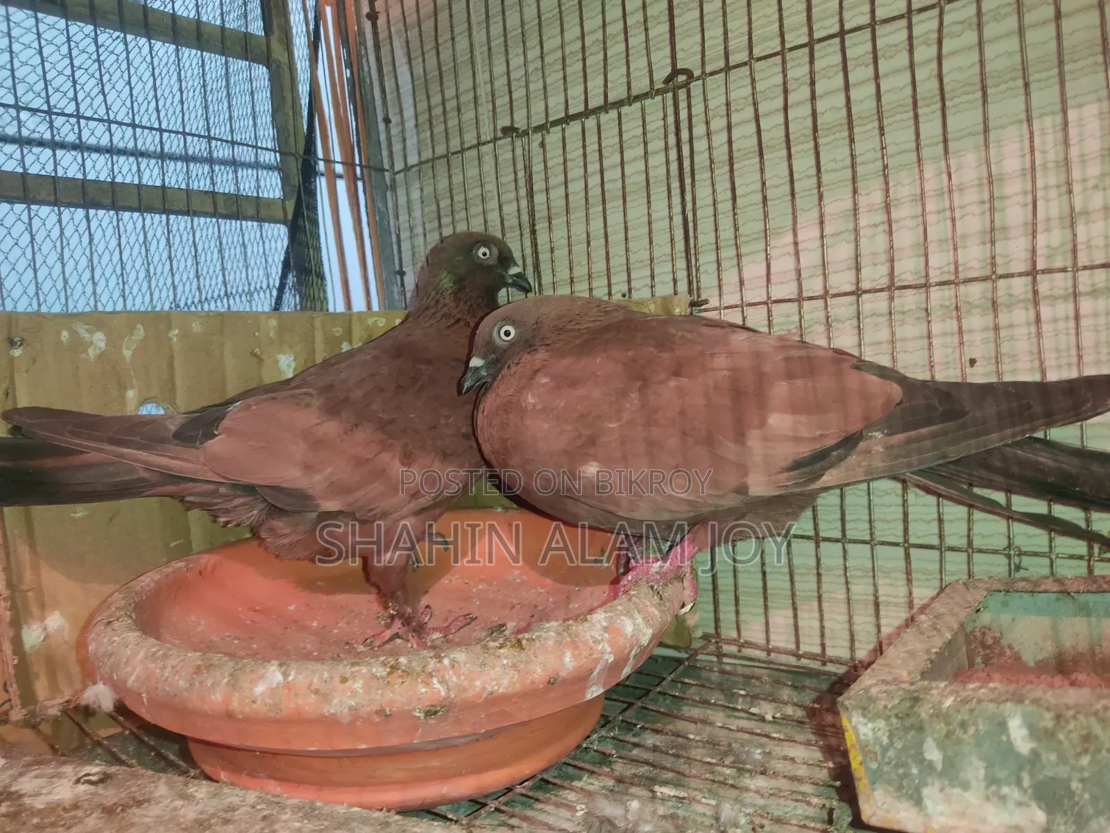চিলা রানিং পেয়ার