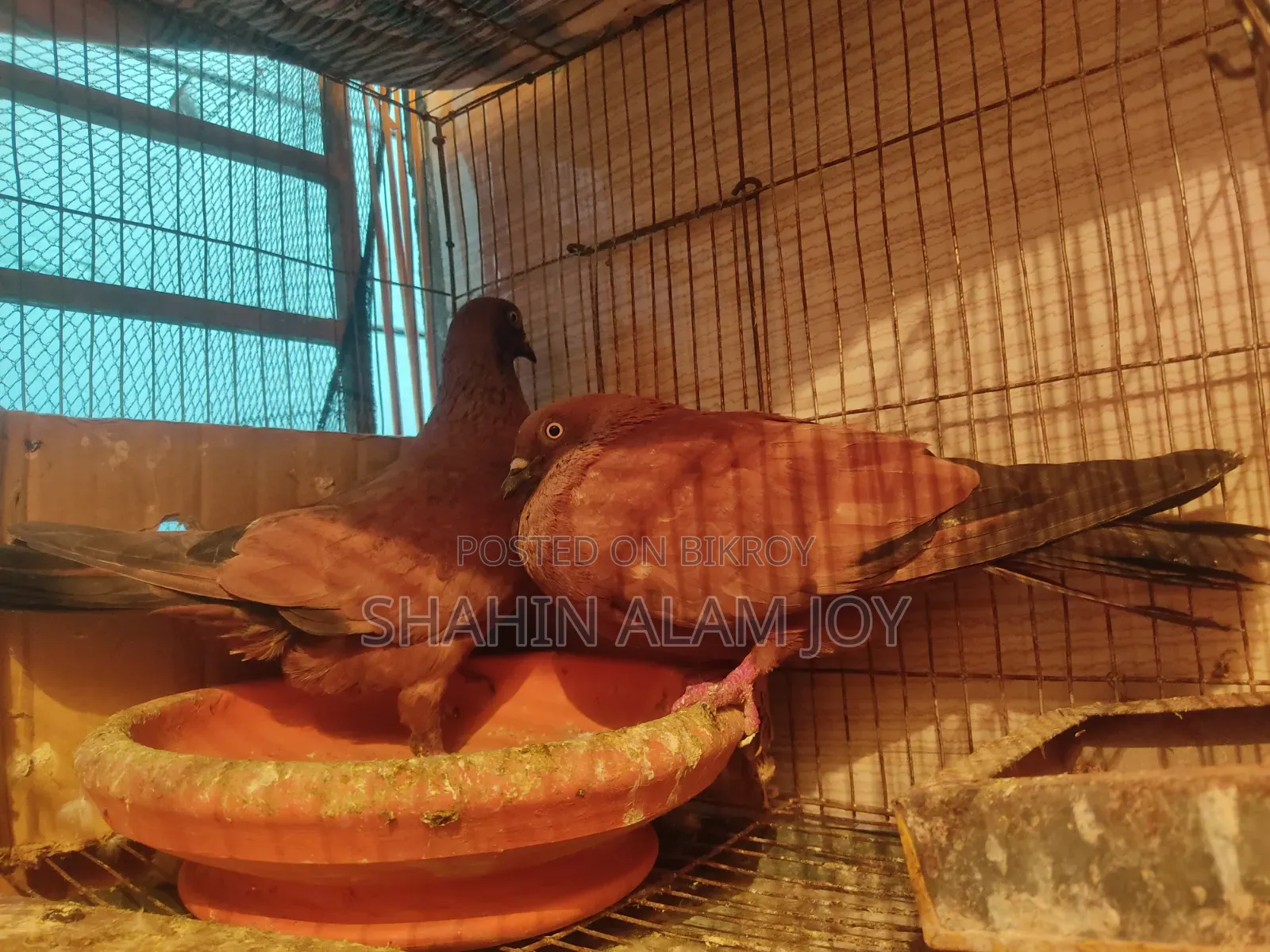 চিলা রানিং পেয়ার