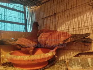 চিলা রানিং পেয়ার