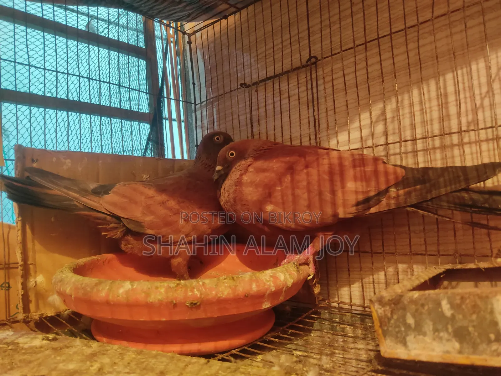 চিলা রানিং পেয়ার