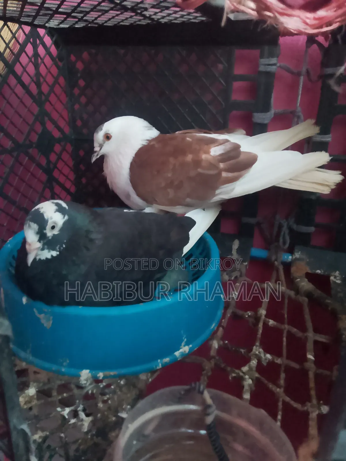 A pair of pigeons with eggs for sale