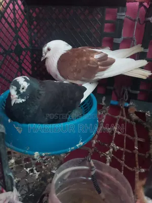 A pair of pigeons with eggs for sale