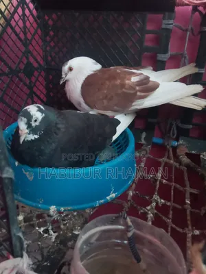 A pair of pigeons with eggs for sale