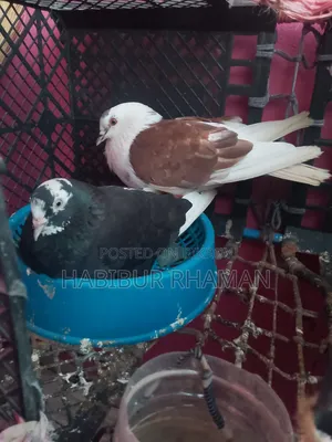 A pair of pigeons with eggs for sale