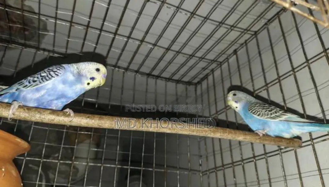 বাজরীগার পাখি