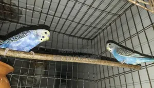 বাজরীগার পাখি