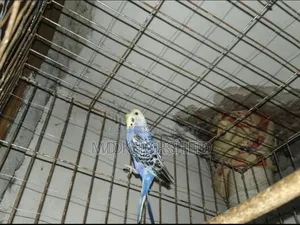 বাজরীগার পাখি