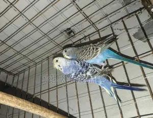 বাজরীগার পাখি