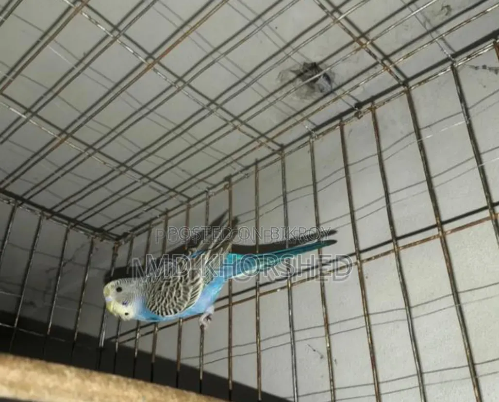 বাজরীগার পাখি
