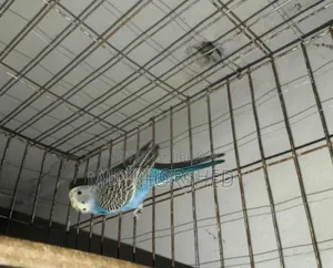 বাজরীগার পাখি