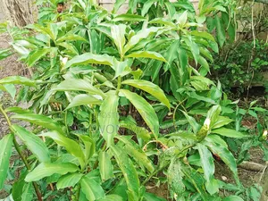 ইনসুলেন্ট প্লান্ট (ডায়াবেটিস গাছ)