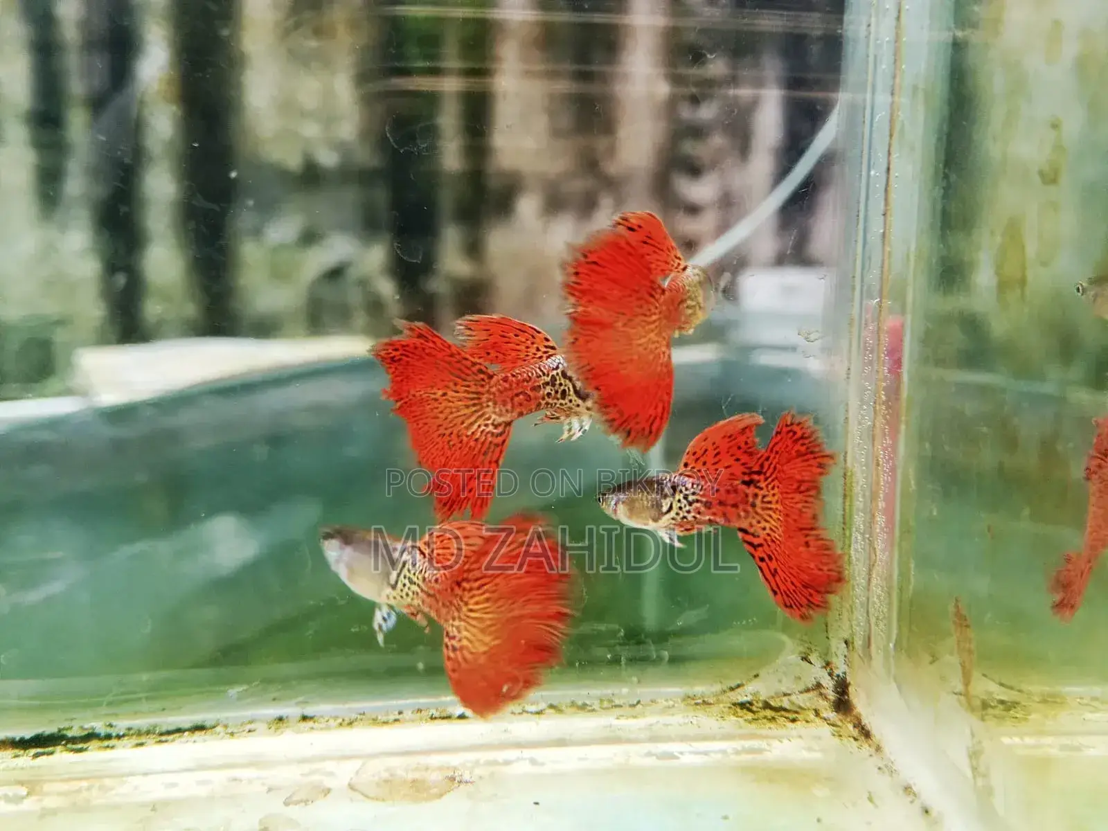 Red Metal Less Guppy