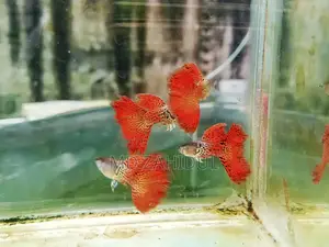 Red Metal Less Guppy