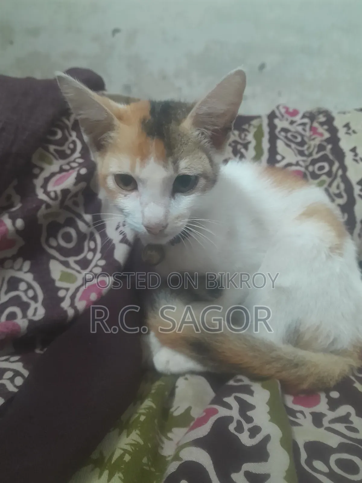 1-3 Months Female Mixed Breed Bengal