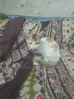 1-3 Months Female Mixed Breed Bengal