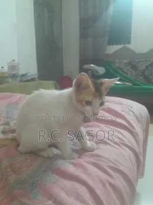1-3 Months Female Mixed Breed Bengal