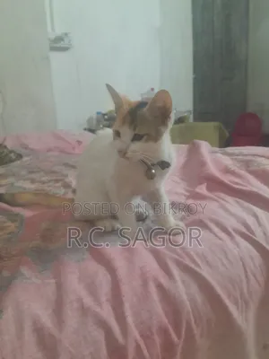 1-3 Months Female Mixed Breed Bengal