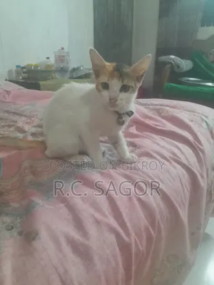 1-3 Months Female Mixed Breed Bengal
