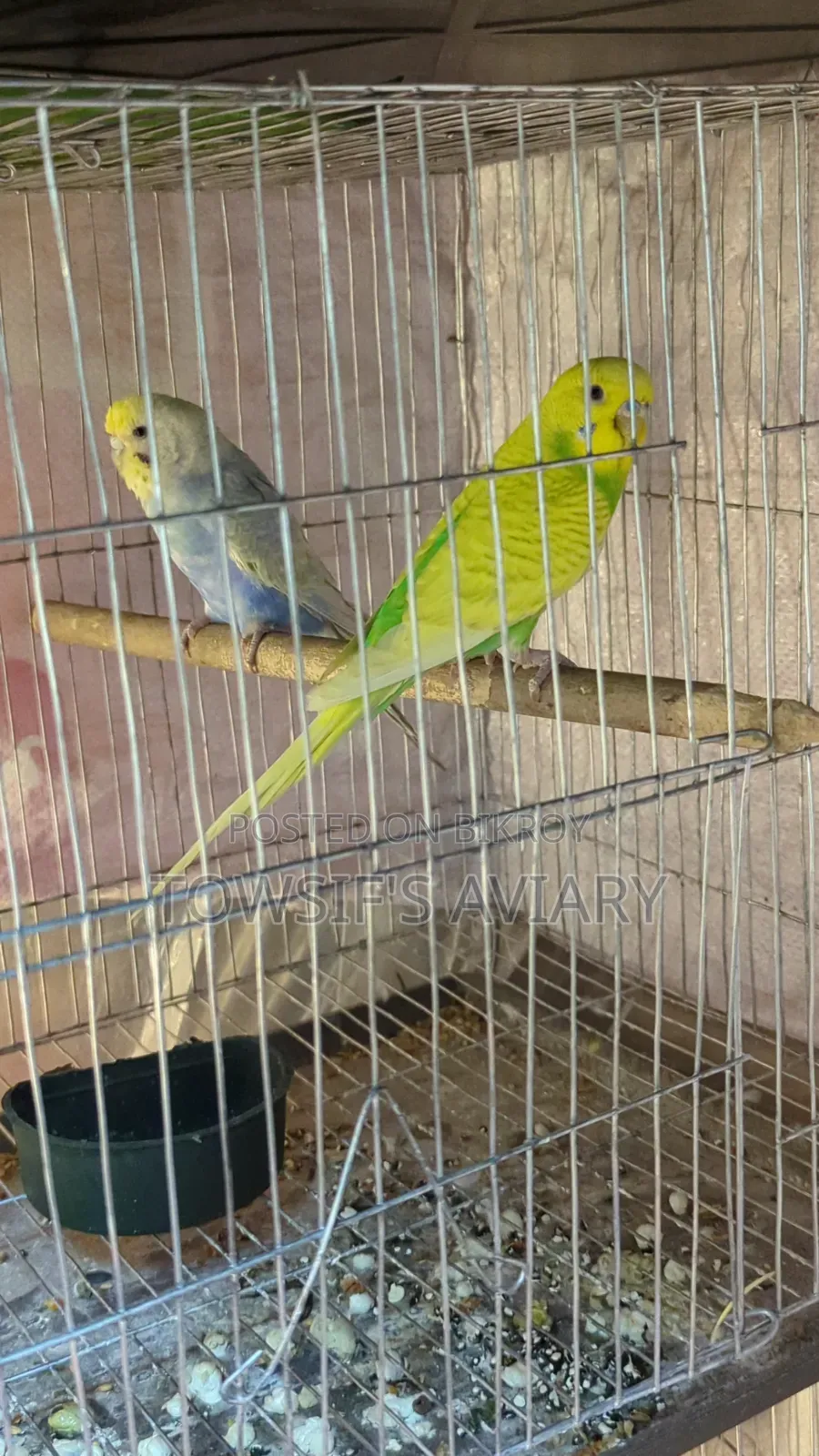 Rainbow Budgies Pair