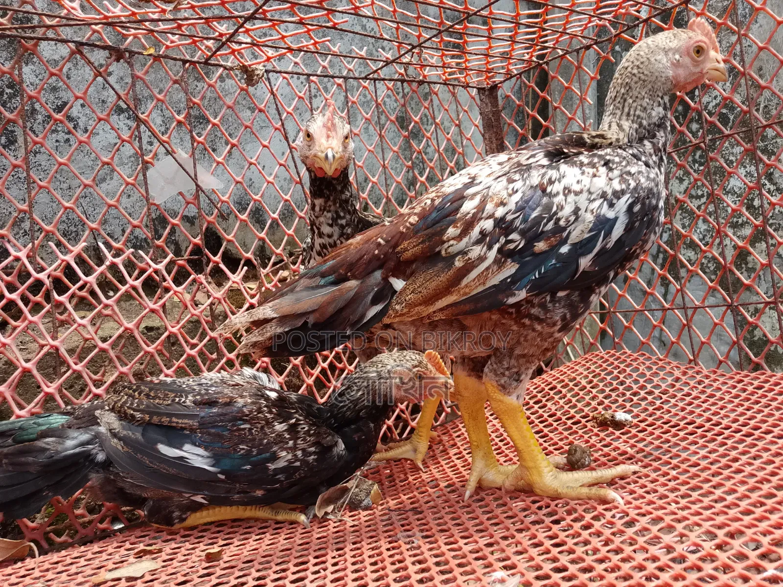 Three-month-old Bengal chicks, three pieces, Java color