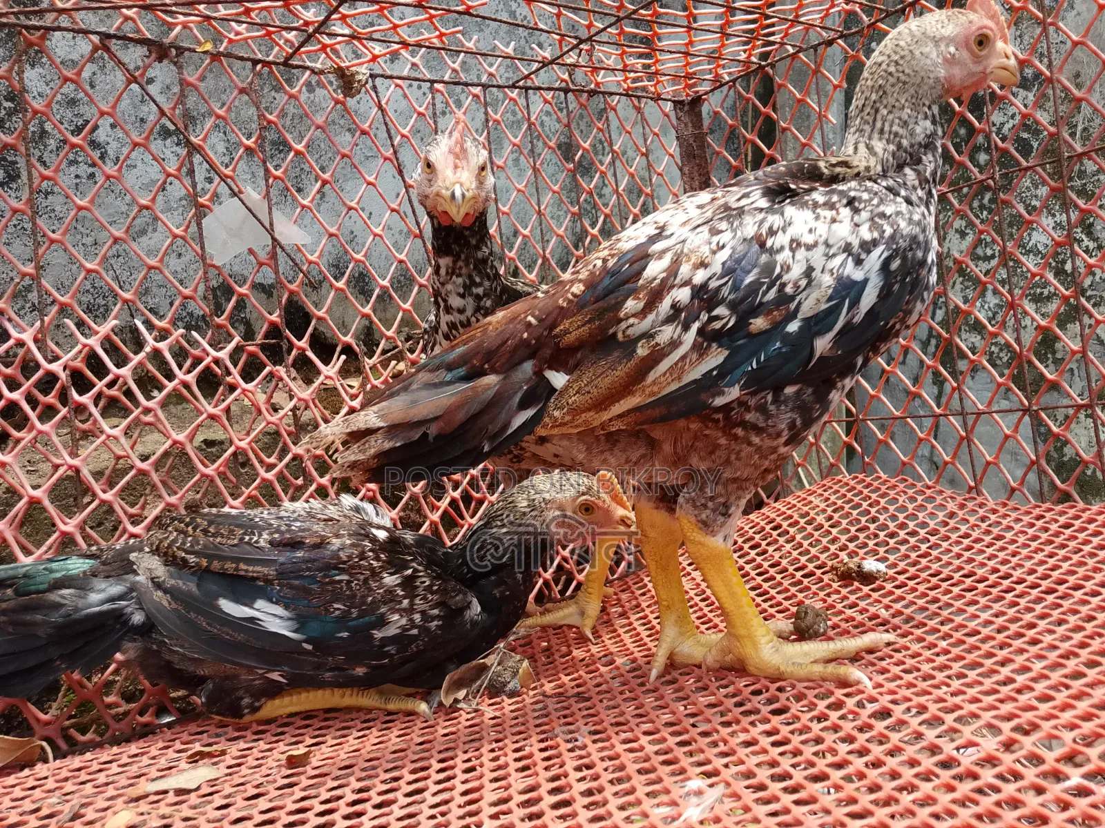 Three-month-old Bengal chicks, three pieces, Java color
