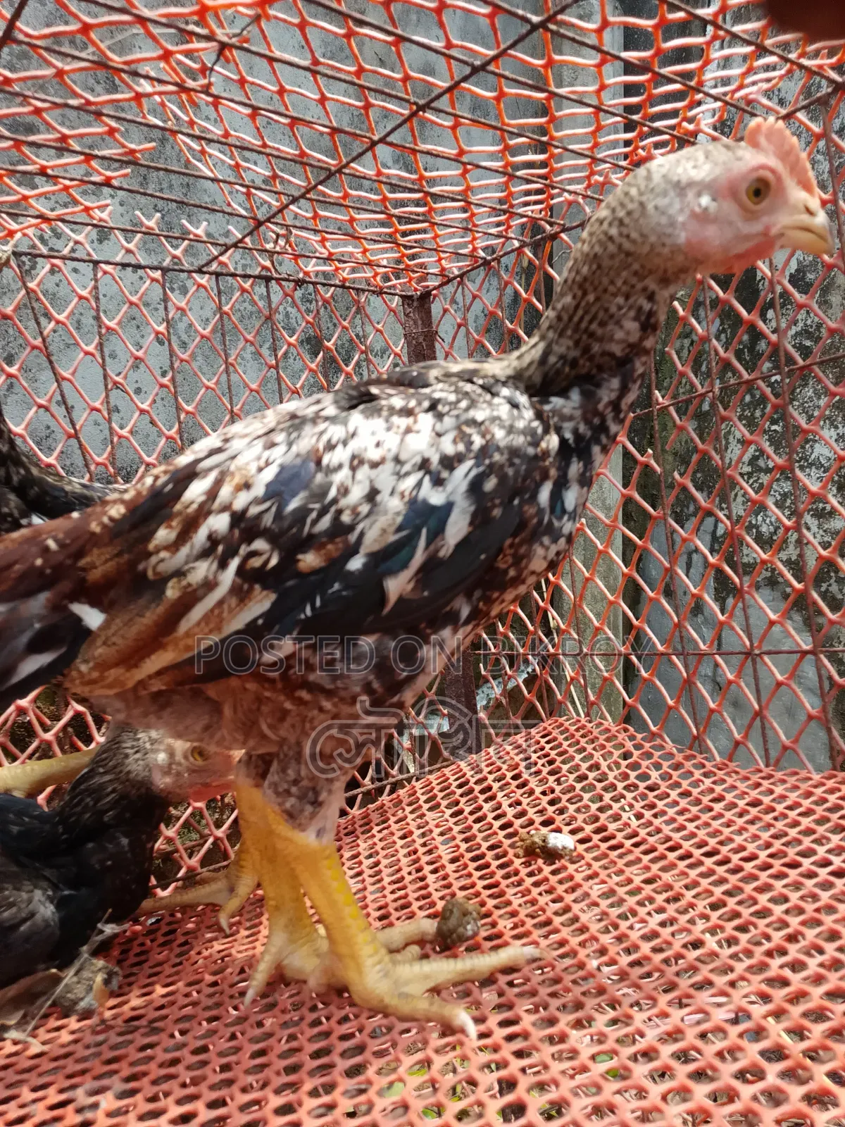 Three-month-old Bengal chicks, three pieces, Java color