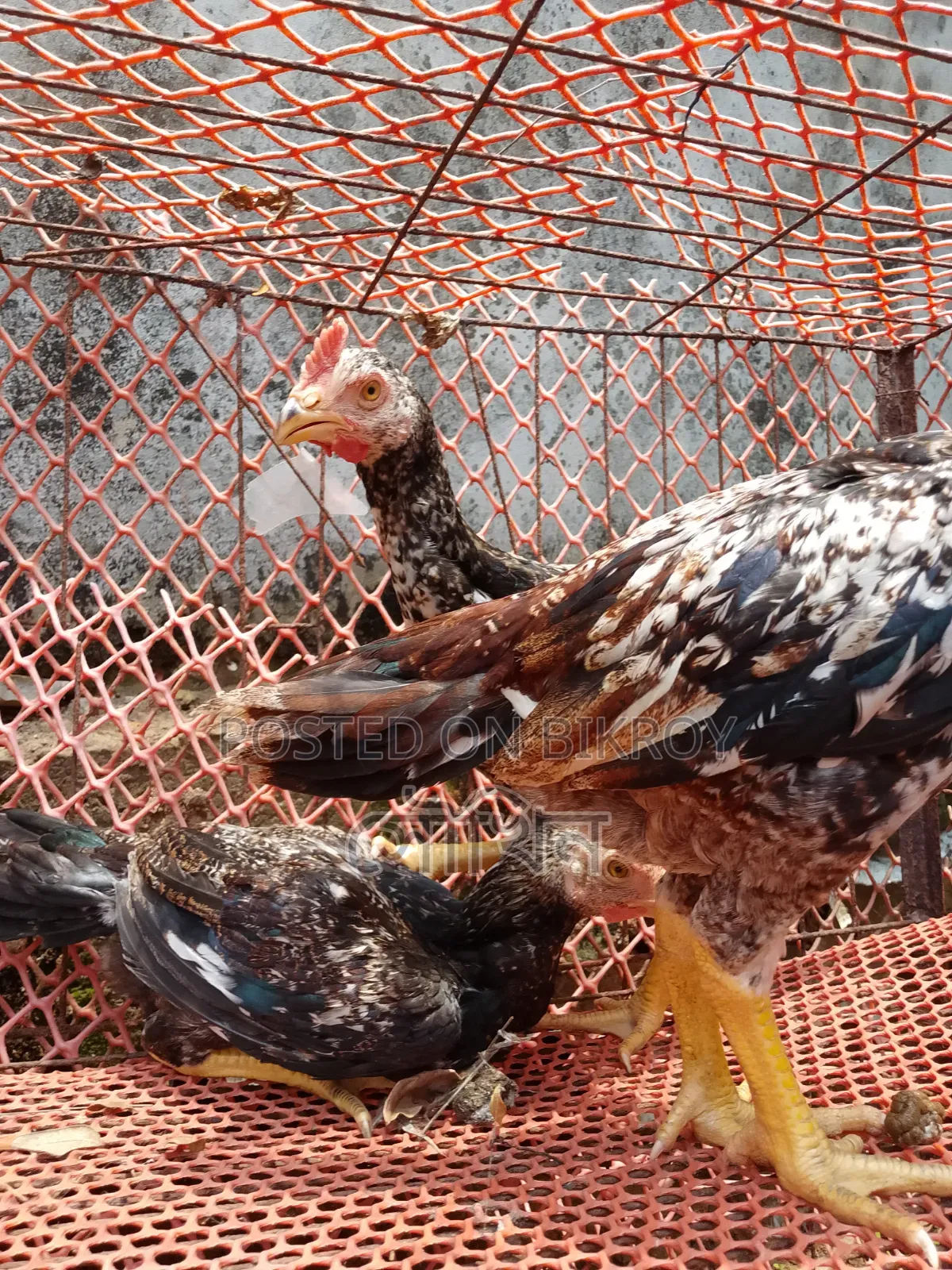 Three-month-old Bengal chicks, three pieces, Java color