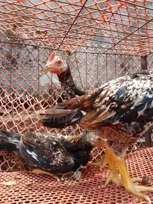 Three-month-old Bengal chicks, three pieces, Java color