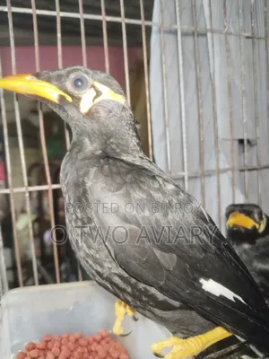 ময়না পাখির বাচ্চা