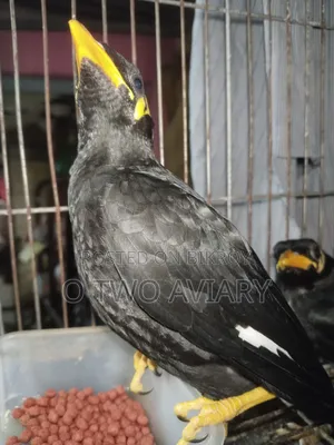 ময়না পাখির বাচ্চা