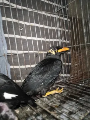 ময়না পাখির বাচ্চা