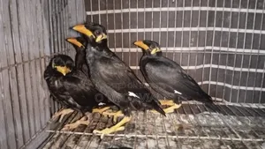 ময়না পাখির বাচ্চা