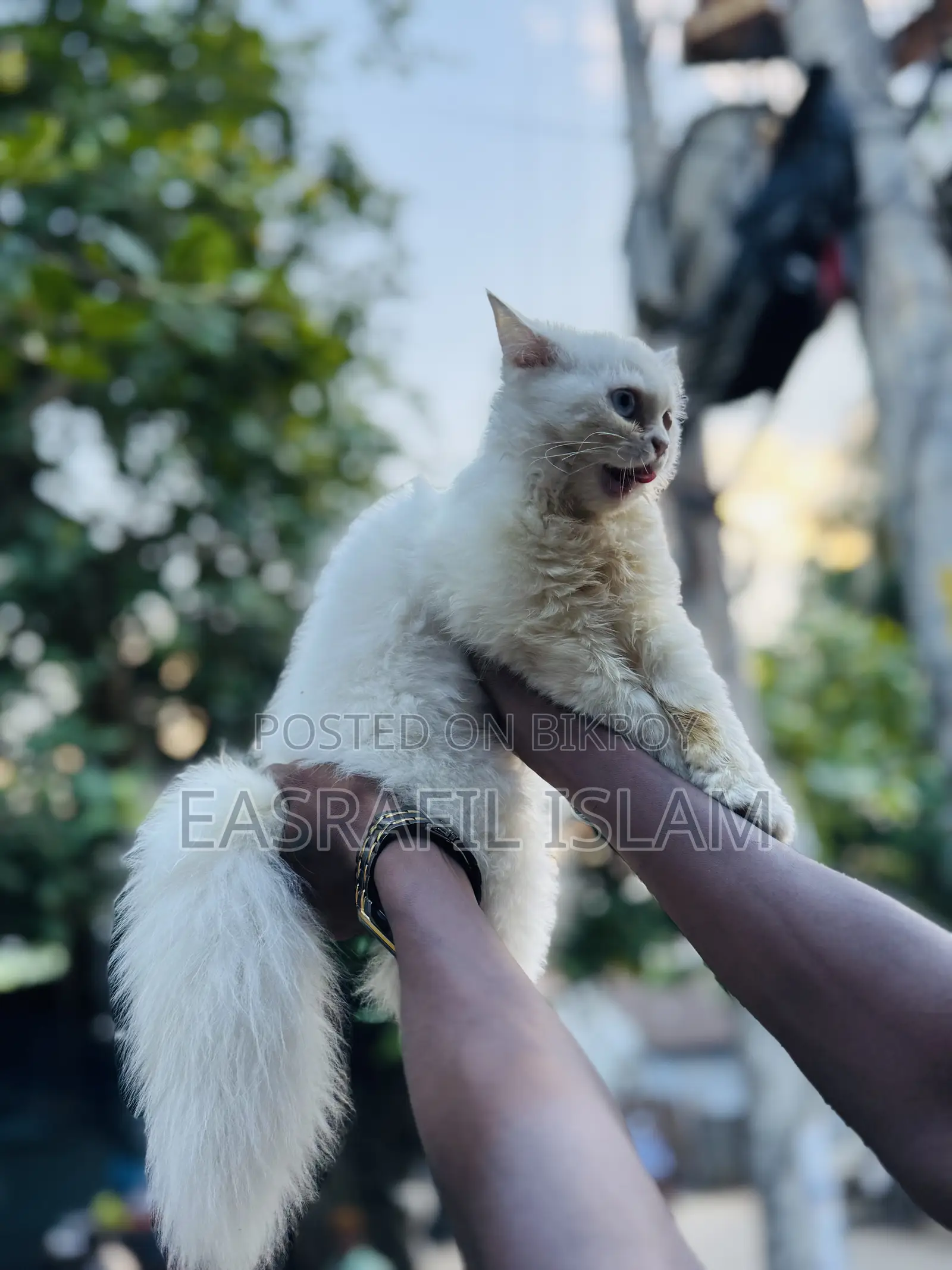 3-6 Months Female Purebred Persian