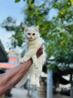 3-6 Months Female Purebred Persian