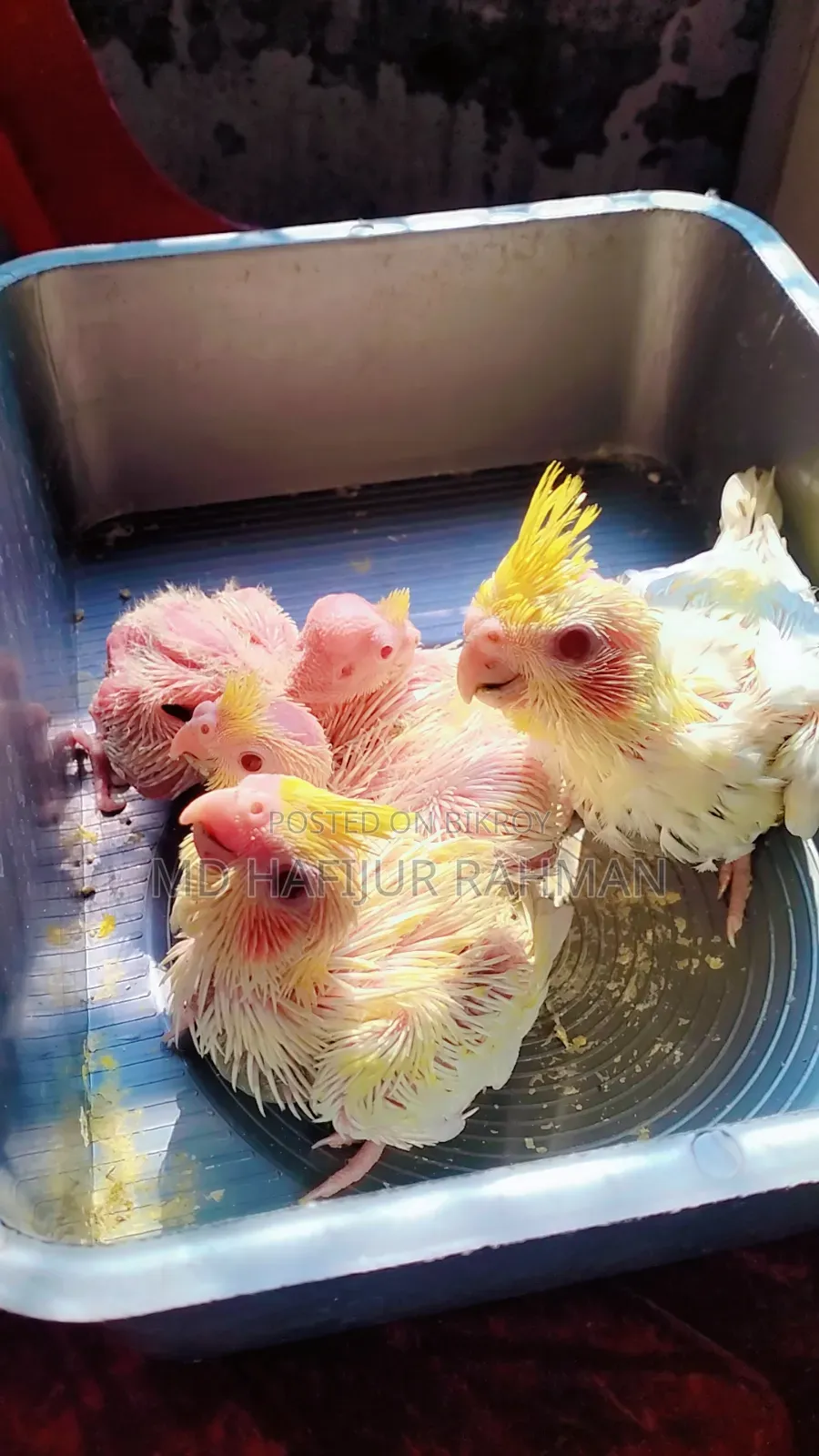 কোকাটেল টেম সাইজ বেবি, Cockatiel Tame Size Baby