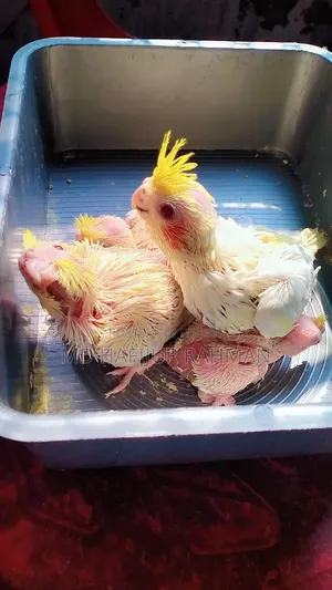 কোকাটেল টেম সাইজ বেবি, Cockatiel Tame Size Baby